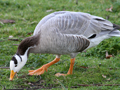 Bar-headed Goose